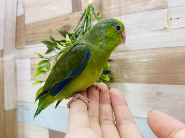 マメルリハ