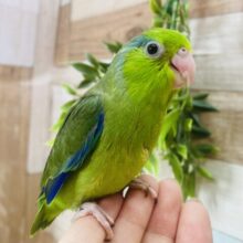 やんちゃな僕についておいで〜.ᐟ.ᐟ⭐️マメルリハインコの男の子💚