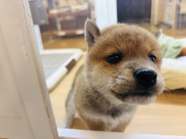 柴犬