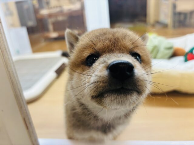 柴犬
