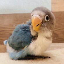 最新画像有ります‎⌣̈👍🏻 ̖́-‬‎ちょっぴり久々のご紹介になります〜✨人気者なんです！ブルーボタンインコ⭐️