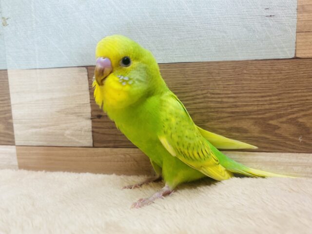 セキセイインコ