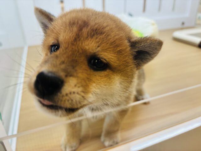 柴犬