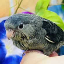 のんびり〜ﾋﾟｰﾎﾟﾎﾟ♪サザナミインコ（モーヴ）