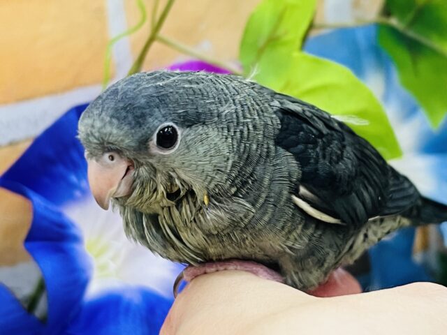 のんびり〜ﾋﾟｰﾎﾟﾎﾟ♪サザナミインコ（モーヴ）