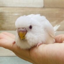 最新画像有ります❗️はちゃめちゃー💦💦元気が良すぎてなりよりです🤣セキセイインコのアルビノ❤️
