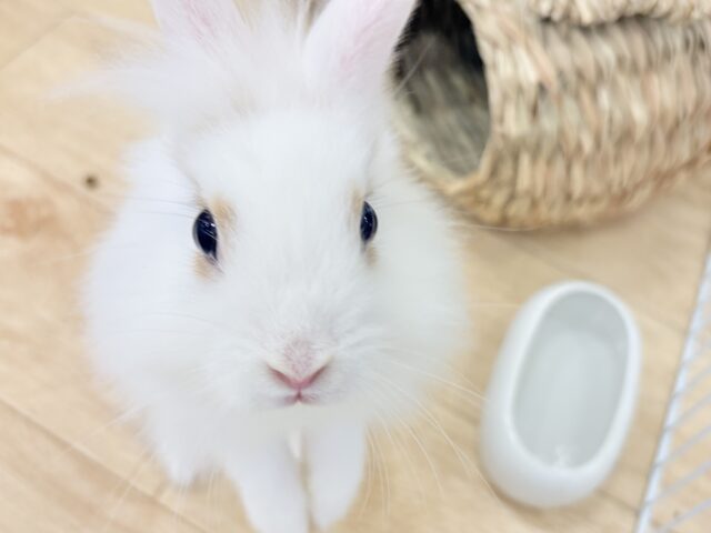 ライオンラビット