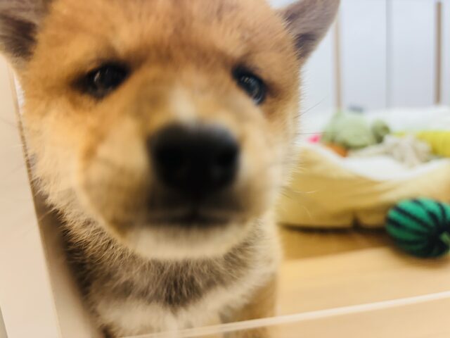 柴犬