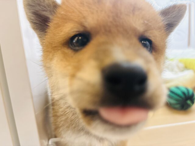 柴犬
