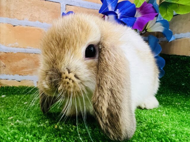 ちっちゃな垂れ耳うさぎ♡ホーランドロップイヤー入舎です！