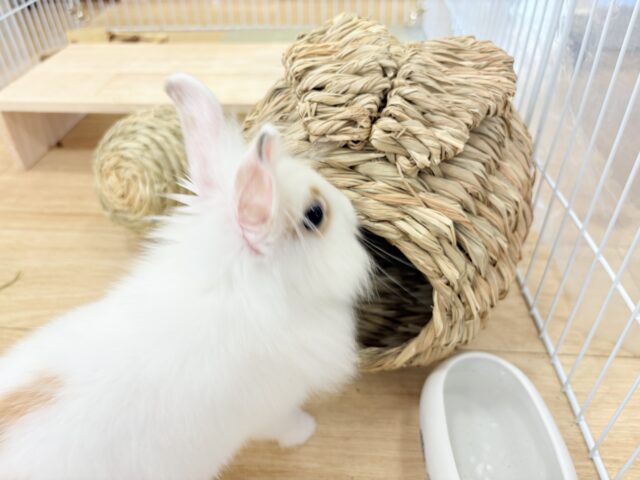ライオンラビット
