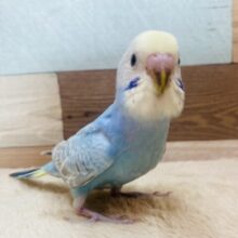 最新画像有ります🌟パチパチクリームソーダ🩵あわ〜さが可愛いんです🫶🏻セキセイインコ（パステルレインボー）🌈