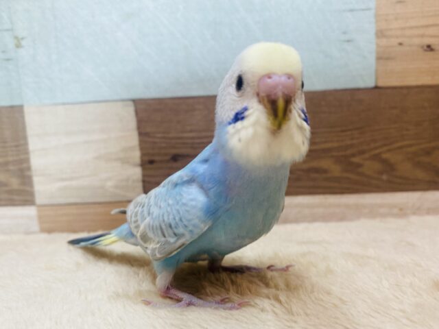 最新画像有ります🌟パチパチクリームソーダ🩵あわ〜さが可愛いんです🫶🏻セキセイインコ（パステルレインボー）🌈
