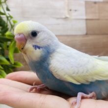 最新画像有ります🐣💗˖⁺みんなの目線を独り占め💕ほわほわ雰囲気なセキセイインコ（パステルレインボースパングル）🐳✨