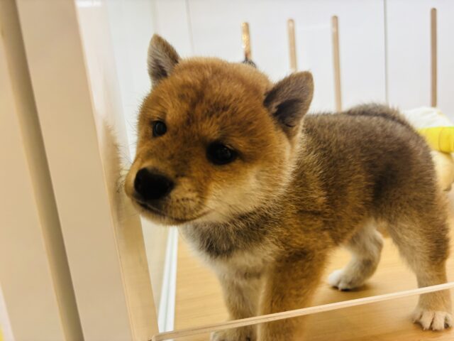 柴犬