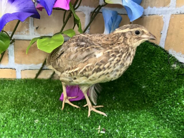並ウズラ