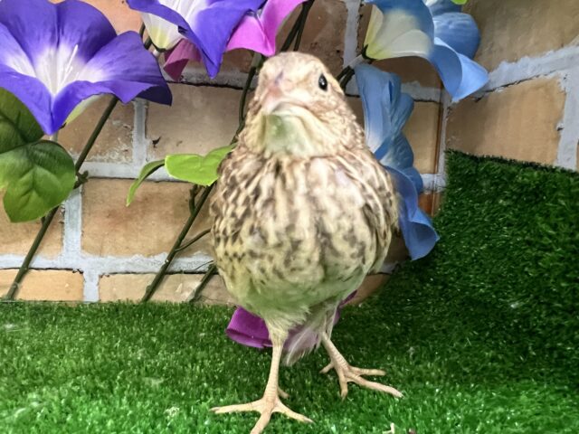 並ウズラ