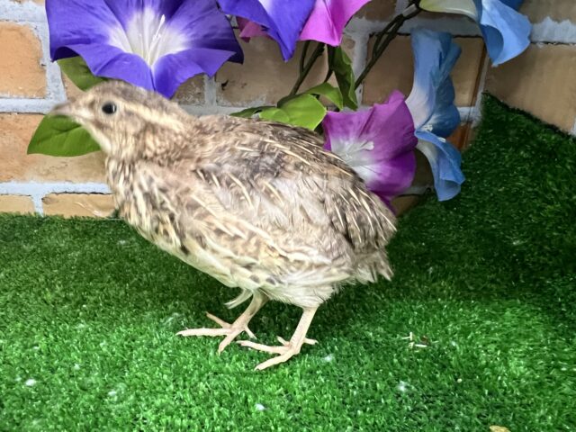 並ウズラ