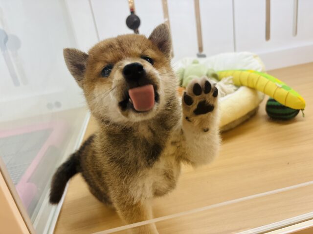 柴犬