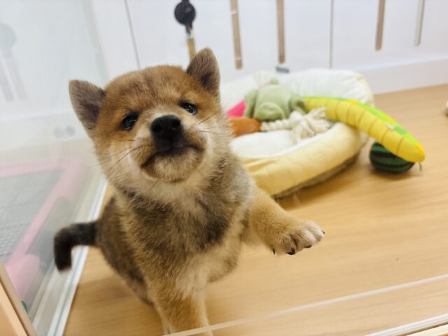 柴犬