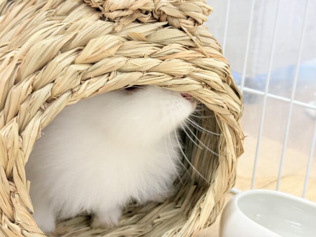 ライオンラビット