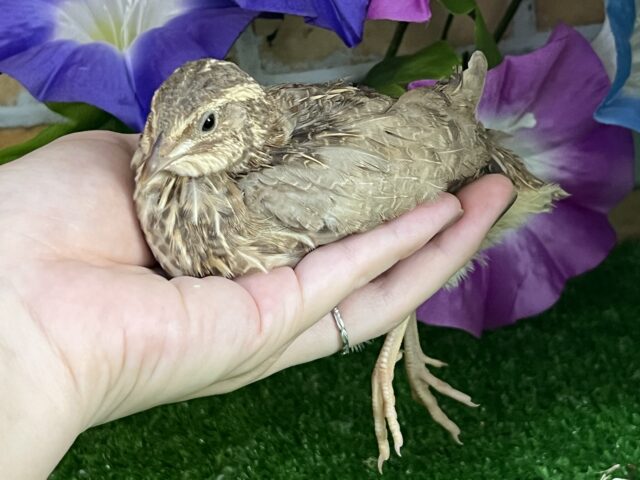 並ウズラ