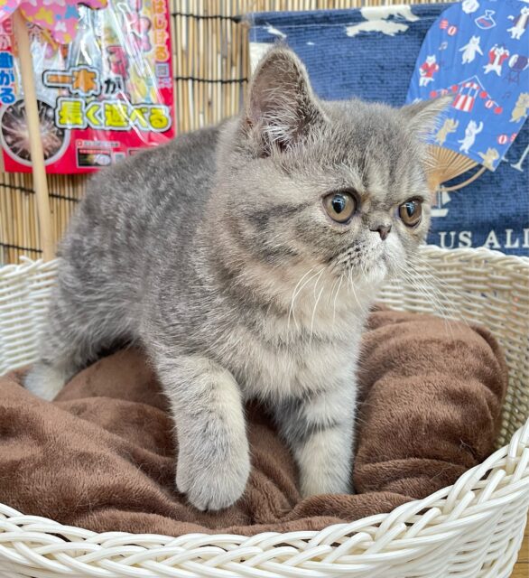 エキゾチック
