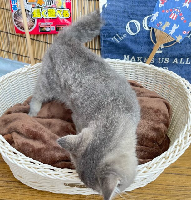 エキゾチック
