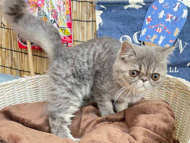 エキゾチック
