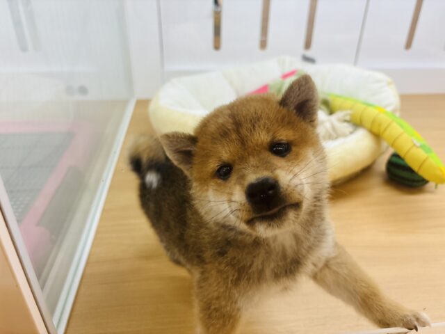 柴犬