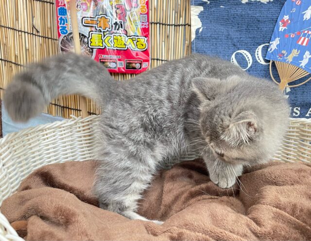 エキゾチック