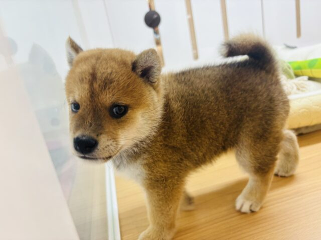 柴犬