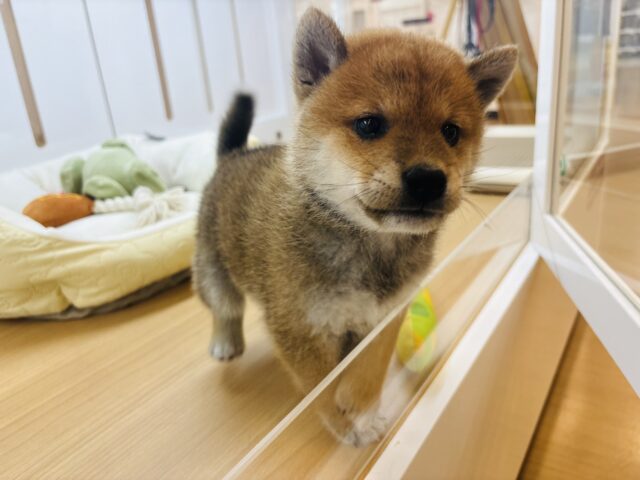 柴犬
