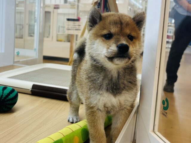 柴犬