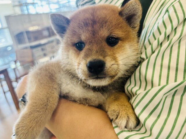 柴犬