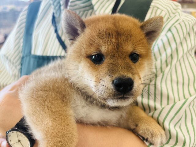 柴犬