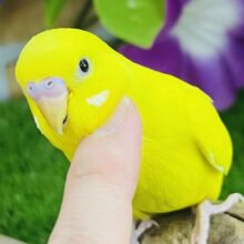 画像更新☆激甘卵焼き🥚💛セキセイインコのヒナ(黄、ダブルファクター)