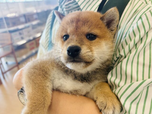 柴犬