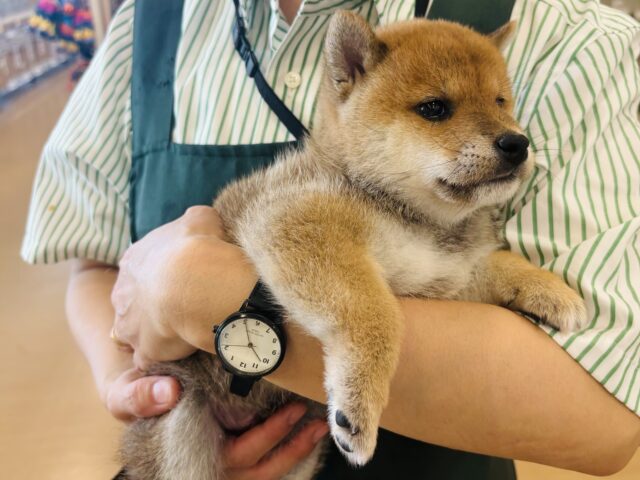 柴犬