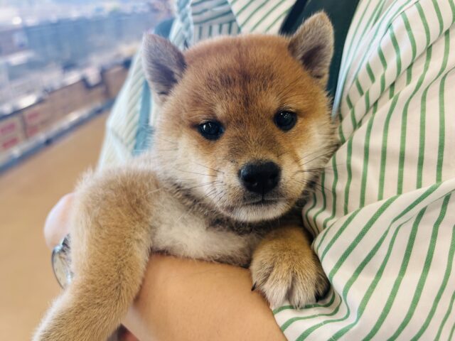 柴犬
