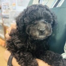 ボク…おちりの止め方分からな〜い！トイプードルくん！