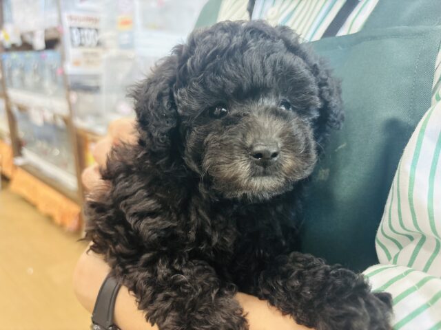 ボク…おちりの止め方分からな〜い！トイプードルくん！