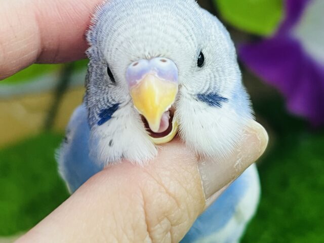 画像更新☆やっぱり人気なんだよね〜✨セキセイインコのヒナ(ブルーパイド)