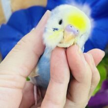 画像更新☆写真映え映え📸セキセイインコのヒナ(パステルレインボースパングルパイド)入荷しました❤️