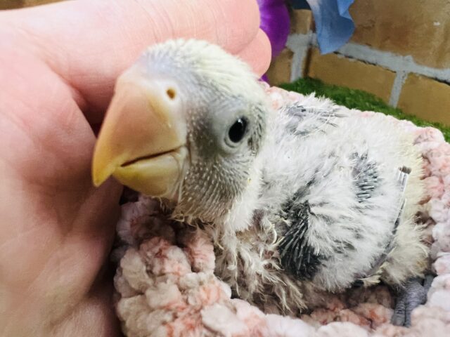 コザクラインコ（小桜インコ）