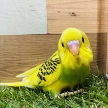 最新画像有ります🤍𐙚低姿勢で失礼します💕カメラ目線の得意なセキセイインコパイドカラー‼️