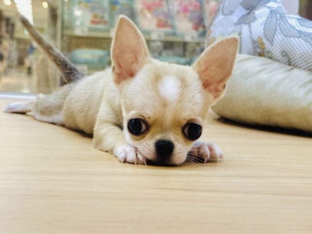 チワワ