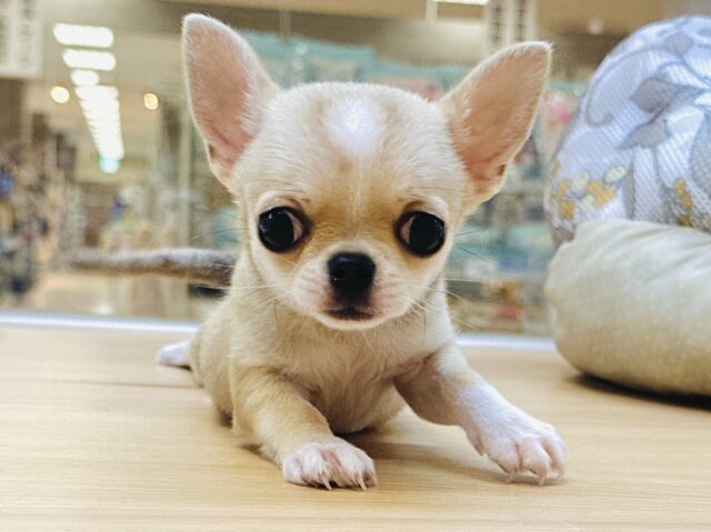 ぺちゃ顔🐶U(>u<)Uᐡ- ·̫ •ᐡฅ🐶🐾スムースチワワくん