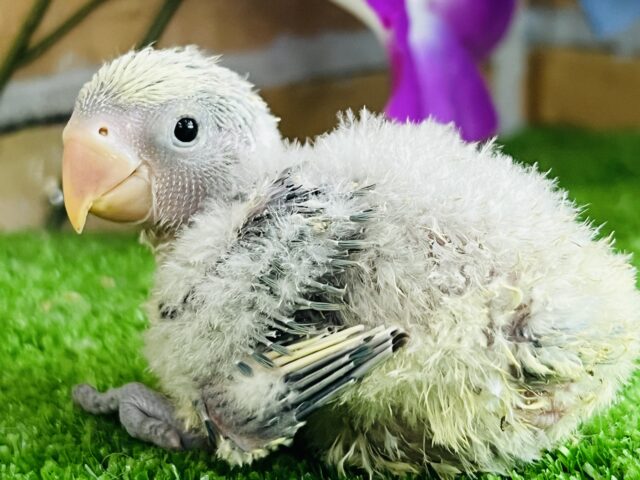 コザクラインコ（小桜インコ）