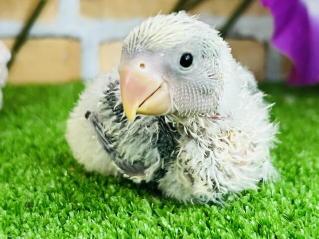 うぶうぶ♡ほんのりクリームのバイオレットパイド入舎しました♡
